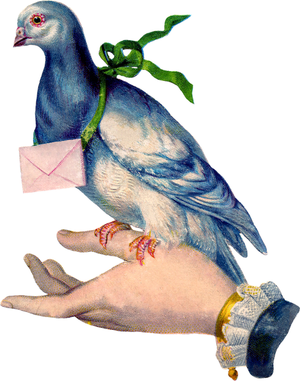 Pigeon illustartion by Unknown artist