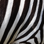 Zebra pattern